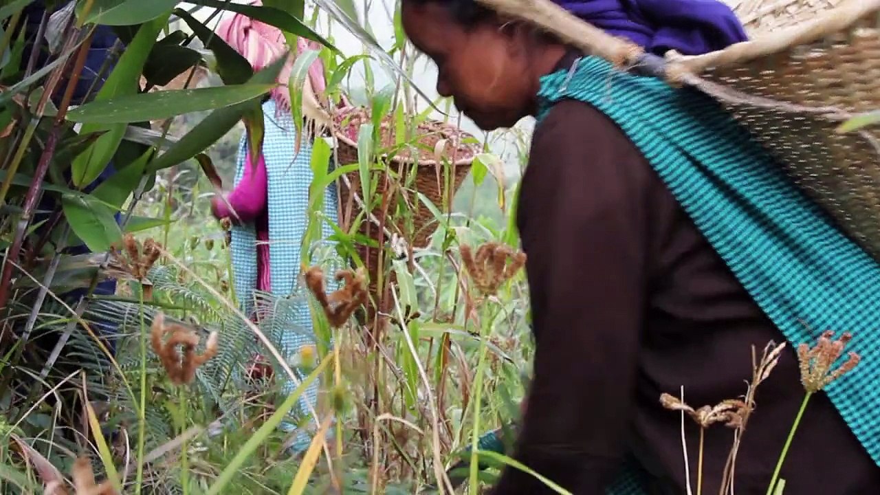 Insekten beleben Speiseplan im Nordosten Indiens