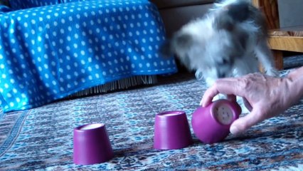 Candy joue au bonneteau