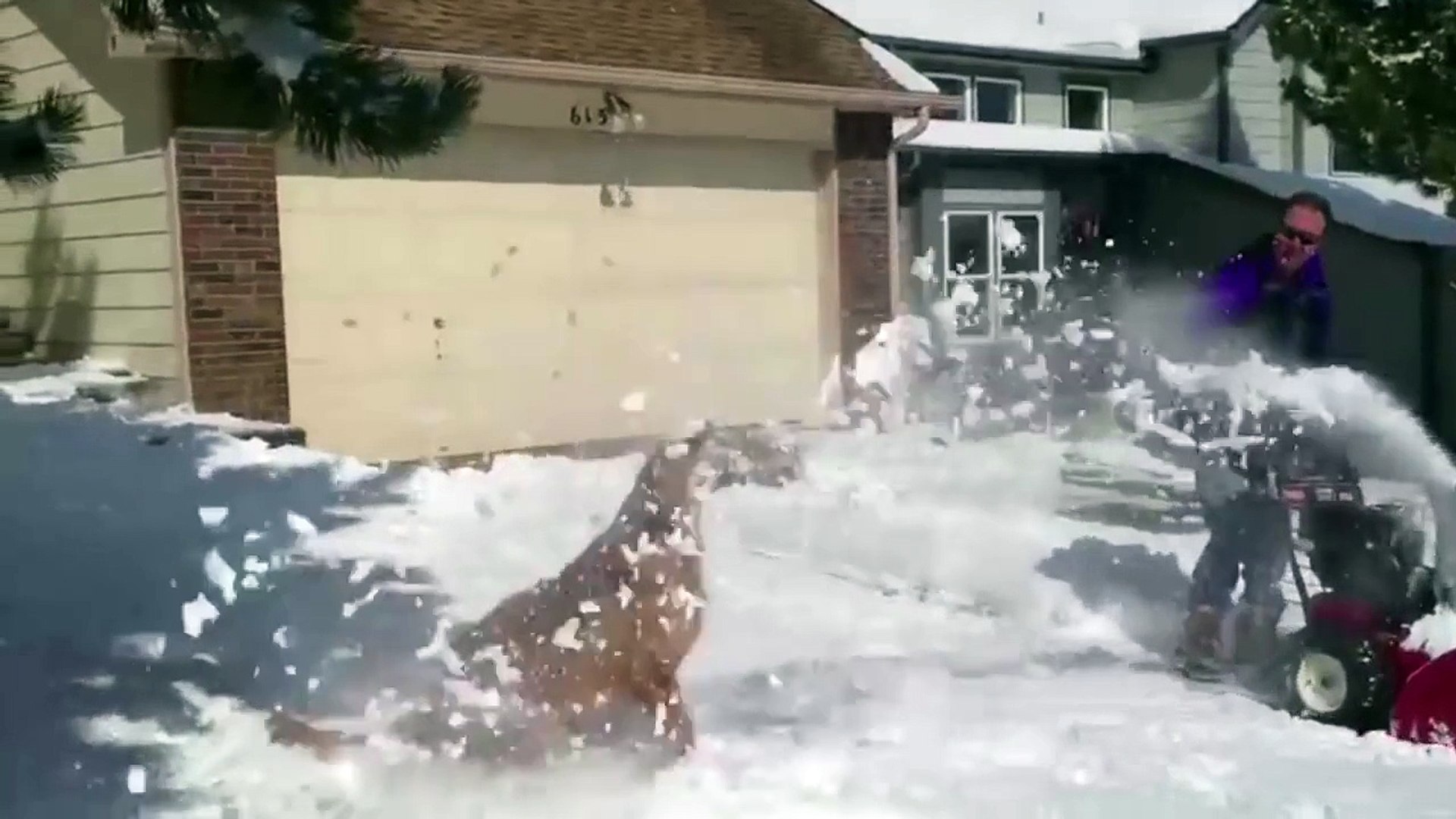 ⁣Very Funny Dogs Discovering Snow - dogs funny - dogs funny videos - dogs funny clips