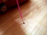 Fly Gets Revenge On Man With Straw-Best Entertainment Videos & Clips II Funny & Entertainment Videos Collection