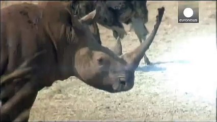 Güney Afrikada gergedan boynuzu satışı yasağı kalktı