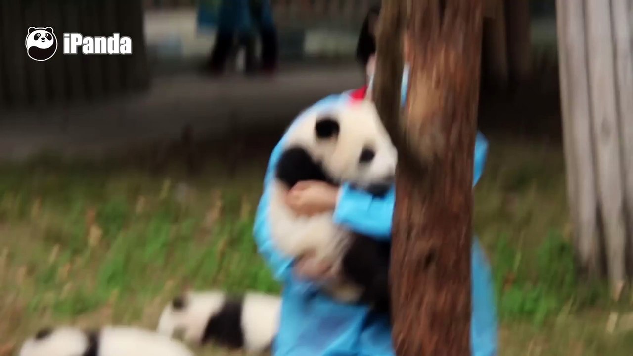 hermosos osos parecen peluches