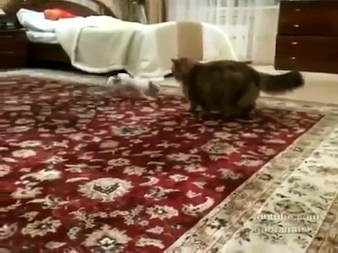 Приколы с животными! Бедный кот! Собачка доставучка!)))