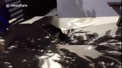 This cat kind of meows like a human