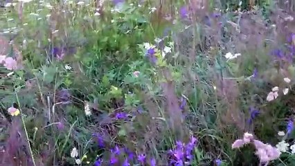 Böyle Bir Güzellik