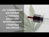 10 datos curiosos sobre la marihuana