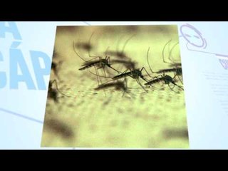 Cinco cosas que debe saber sobre el Chikungunya: el virus que amenaza zonas tropicales de América