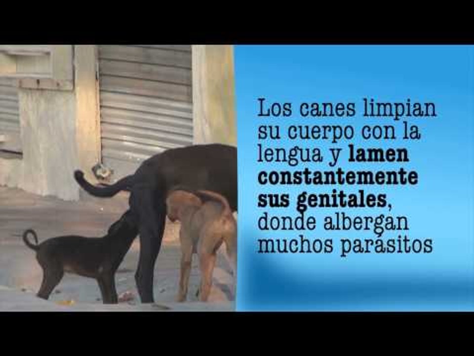 ¿Te has preguntado si es riesgoso darle besos a tu perro?