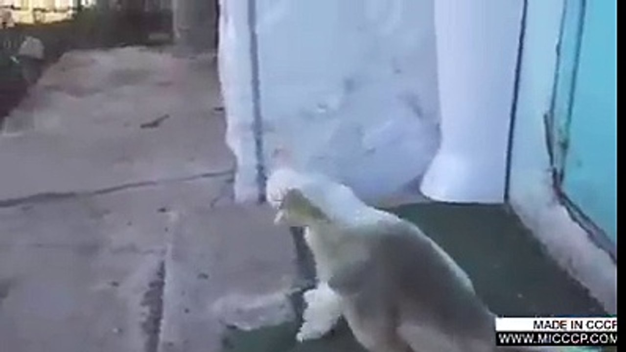 disturbed cat