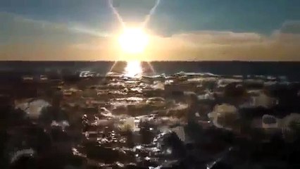 приколы с животными! Дельфины Обалдеть!)) супер!