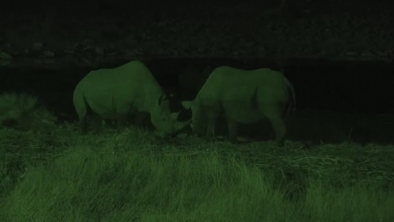 Rhinos in the Night.
