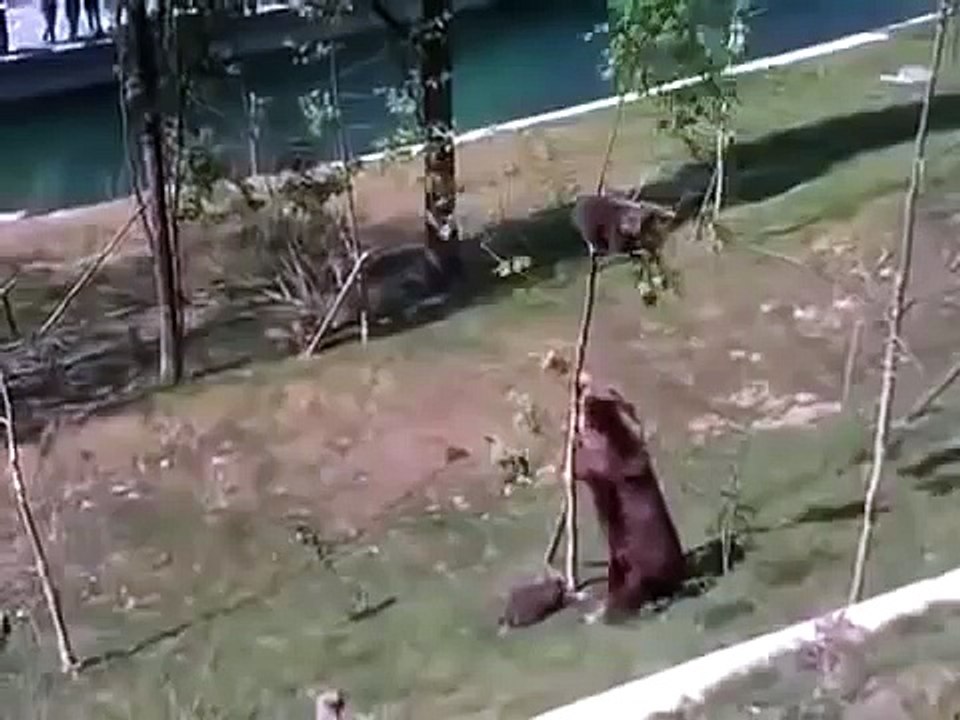 Приколы с животными!)Медвежонок - маленький проказник!)))