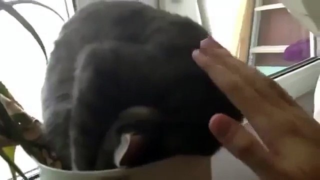 Приколы с котами! Прикольный кот - соня!