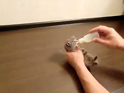 Приколы с котятами! Ну очень голодный котенок!)))