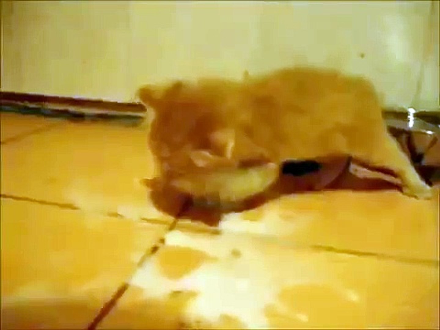 ⁣Приколы с кошками! Молочные ванны!)))