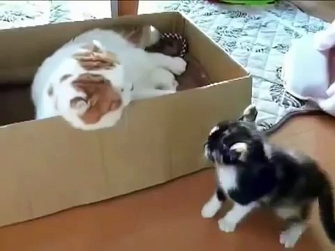 Приколы с кошками! Смешной котенок ))