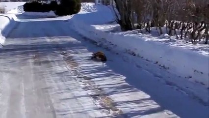 Приколы с собаками! Забавный лентяй!))