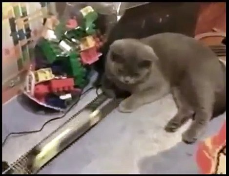 приколы! Полный игнор!)