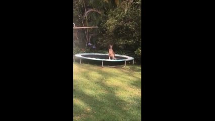 Un kangourou veut faire du trampoline... Raté!