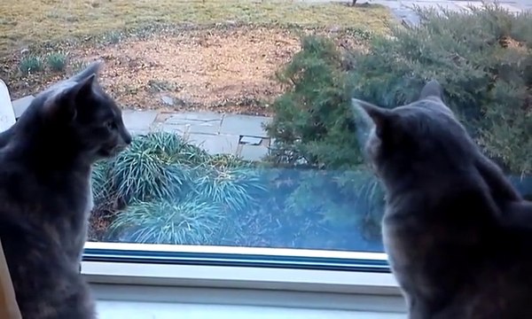 Кошачий разговор.