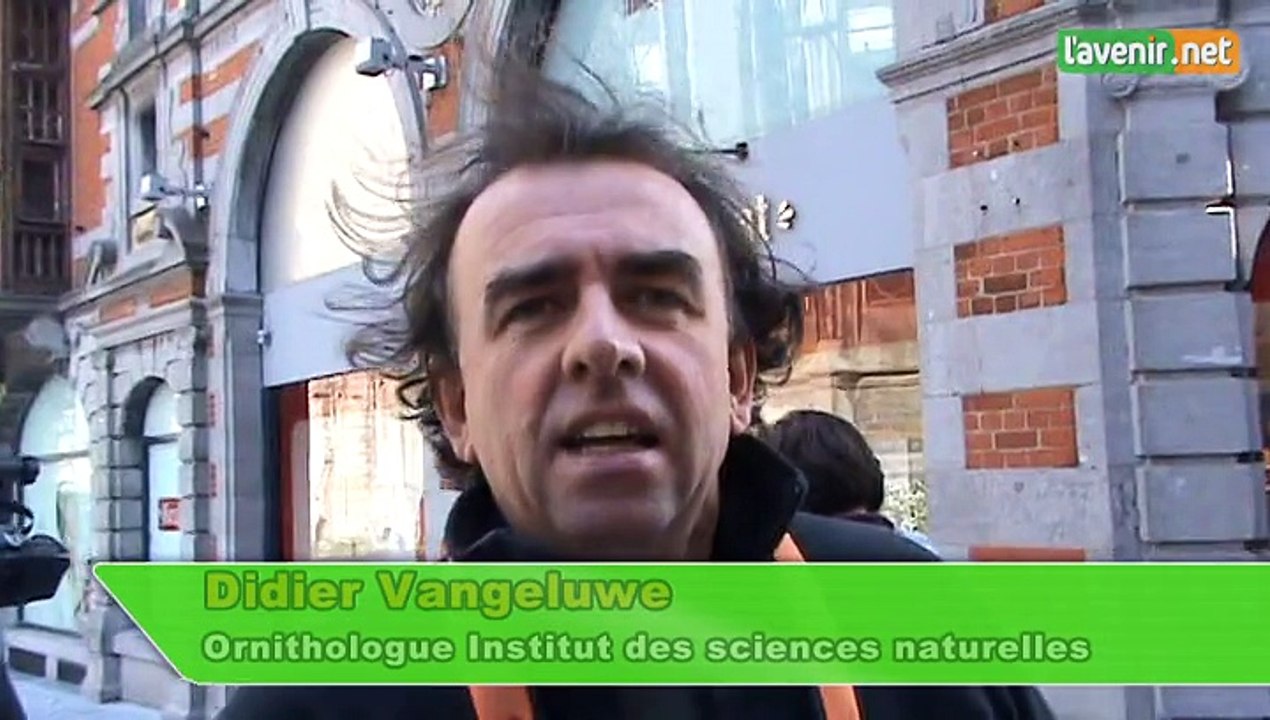 Les faucons pélerins de la cathédrale de Tournai