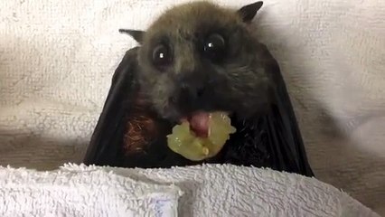 Flying-Fox Bat Eats Grapes - Funny Videos