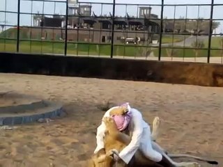 Arab Boy Playing with Lion