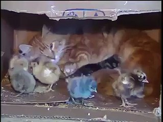Cat's Love tO Kittens - Turn the enemy into A Friend -H ow This Possible