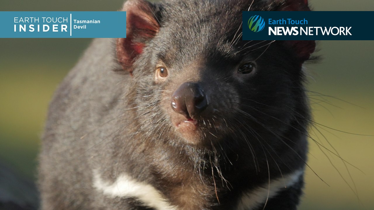 Racing to save the Tasmanian devil