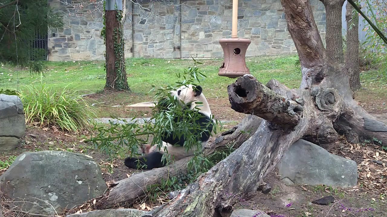 Mediendebüt für Panda-Junges Bei Bei in Washington