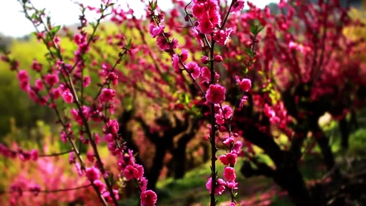 The beauty of Japan Landscape HD