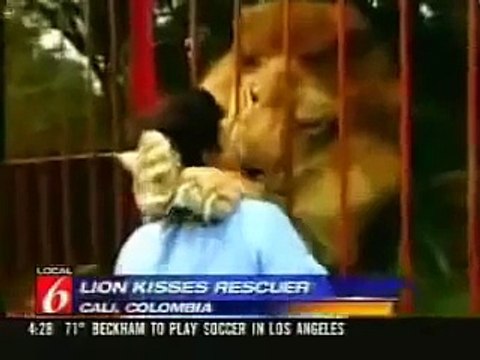 Такого вы еще не видели! Лев узнал свою спасительницу !