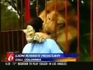 Такого вы еще не видели! Лев узнал свою спасительницу !