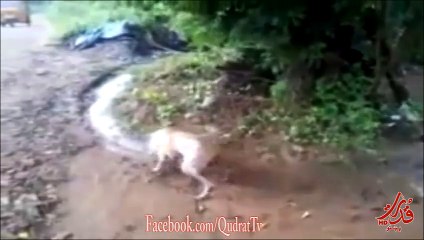 This Dog is Getting Made in these peoples