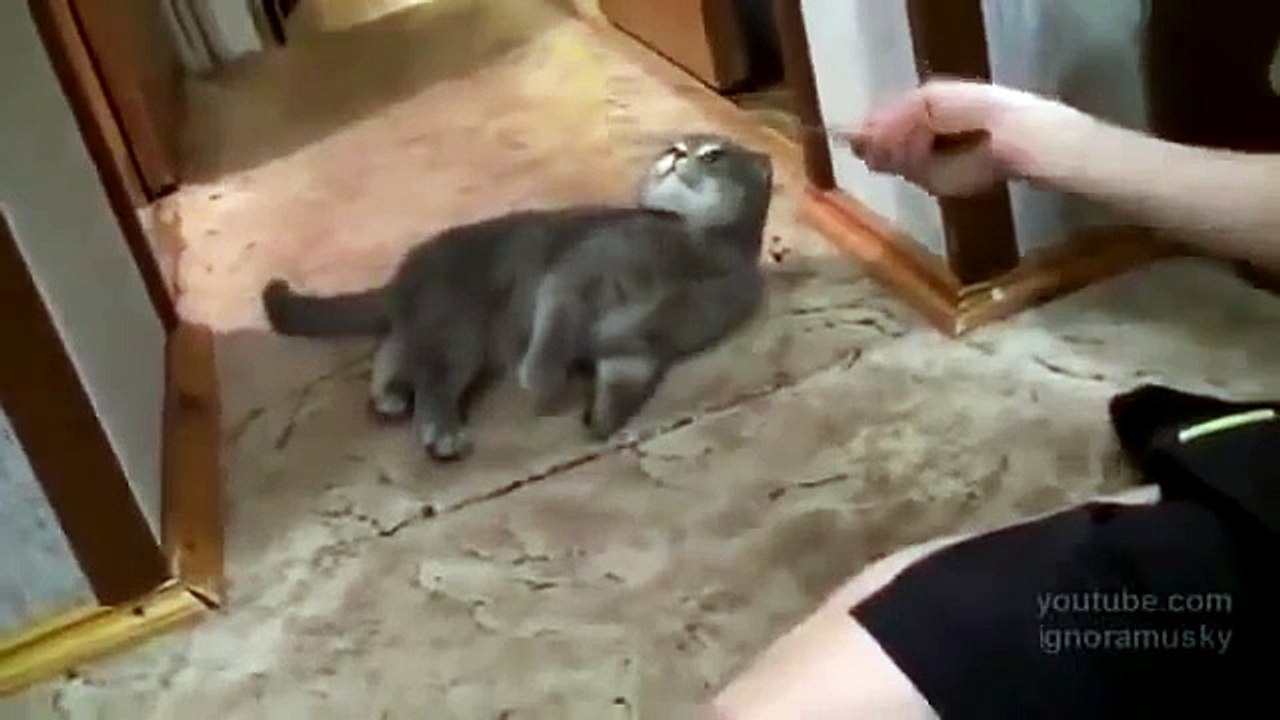 Суперприколы!) Балдежный кот! )))