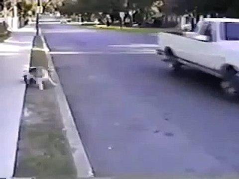 Прикольная собака