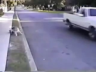 Прикольная собака