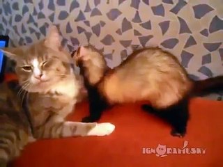 Пркол! Кот и харек!)) When your friend is annoying