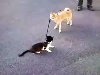 СУПЕРПРИКОЛ!))) Погуляли пес с котом!