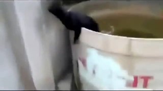 Very Funny black cat jump - cats funny - cats funny videos - cats funny clips