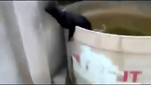 Very Funny black cat jump - cats funny - cats funny videos - cats funny clips