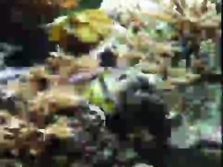 emin koçu lori 2015