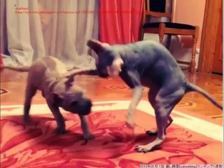 激カワ、可愛い、おもしろい猫や犬の動画Ranking 2015 1116②