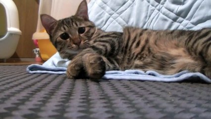 カメラが気になってしまう猫（面白い＆可愛い猫）The cat which minds a