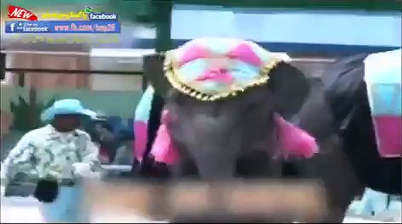Hungry Elephant Destroy City