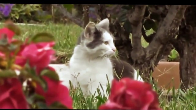 САМЫЕ СМЕШНЫЕ КОТЫ! ПРИКОЛЫ С КОТАМИ 2014! Прикольный кот смешной!