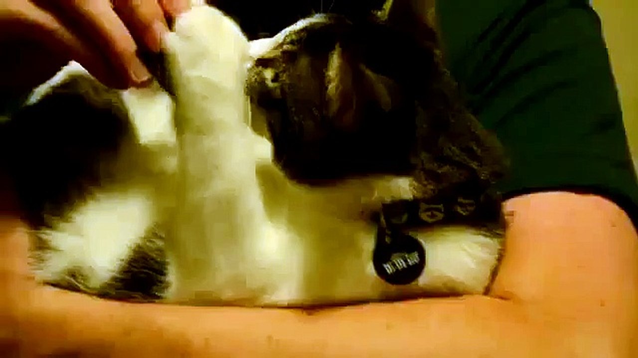 Gato Adora El Agua!! ★ Gato divertido gato chistoso gato tierno loco risa humor