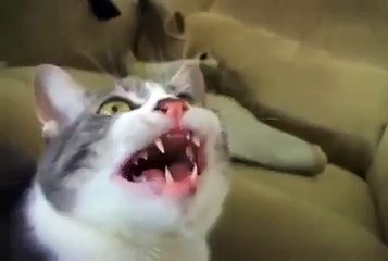 Gato Canta Como Humano!! BUENISIMO!! ★ Gato divertido gato chistoso gato tierno loco risa