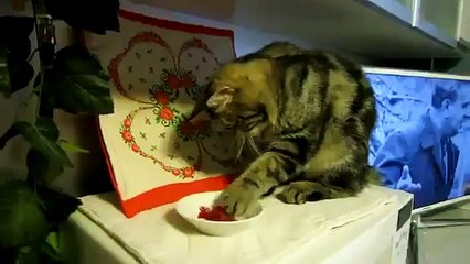 Gato Come Carne Con Sus Patas! ★ Gato divertido gato chistoso gato tierno loco risa humor