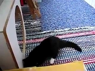 Algo Querra Decirme Este Gato!! ★ Gato divertido gato chistoso gato tierno loco risa humor